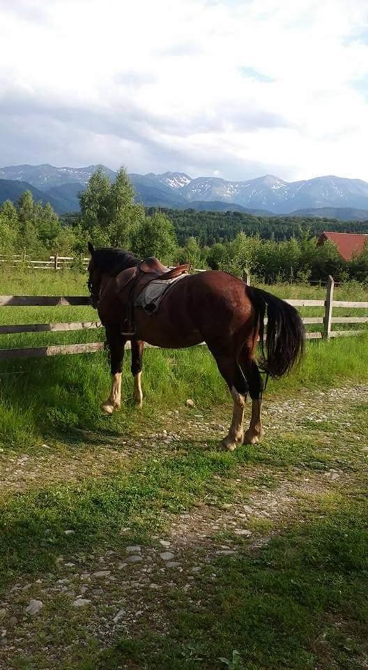 Musketeers Cabin Porumbacu de Sus Zewnętrze zdjęcie
